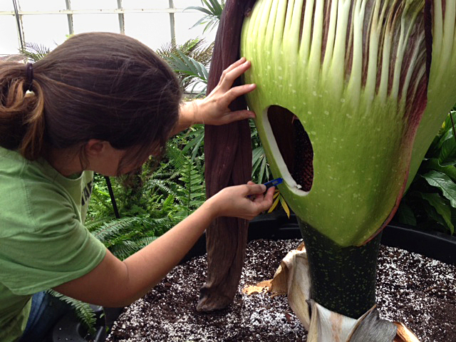 cutting Morty the corpse flower from Buffalo Botanical Gardens