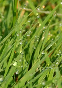 dew on blades grass in lawn in Western New York