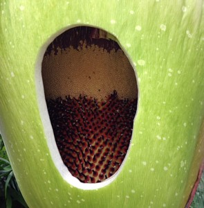 view inside Morty the corpse flower from Buffalo Botanical Gardens