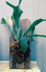 staghorn fern craft from Lockwood's in Hamburg NY