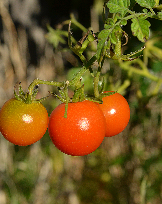 tomatoes in early autumn Amherst NY