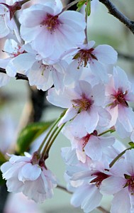 cherry blossoms in Buffalo NY