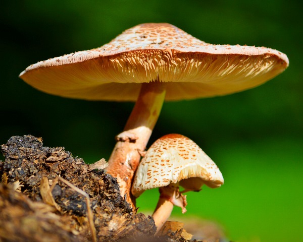 Mushrooms by Elizabeth Miller courtesy Audubon Nature Center