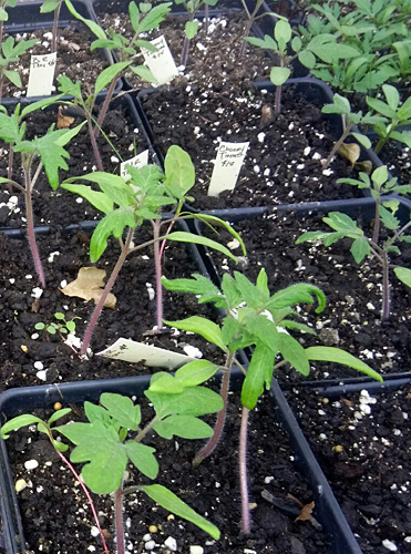 tomato seedlings from ECC garden
