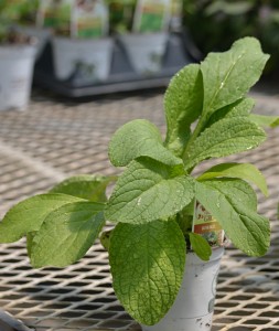 borage at Mike Weber Greenhouses in West Seneca NY