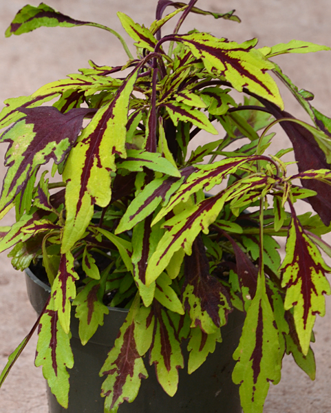8 reasons why the Botanical Gardens uses coleus- & why you should, too