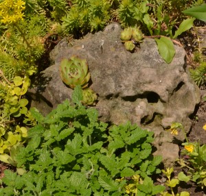 hens and chicks in Snyder
