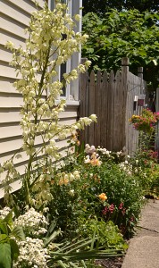 yucca in bloom along driveway in Amherst NY