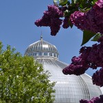 lilacs and dome at Buffalo and Erie County Botanical Gardens