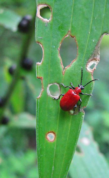 red lily leaf beetle 