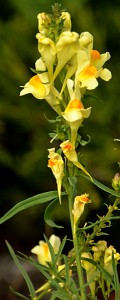 butter and eggs or linaria vulgaris