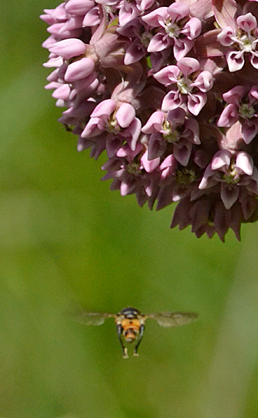 bee and milkweed flower in Buffalo