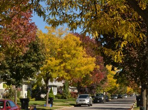 street trees in autumn in Western New York by Stofko