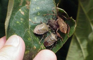 Brown marmorated stink bug cluster