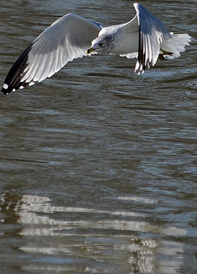 gull flying with reflection on water