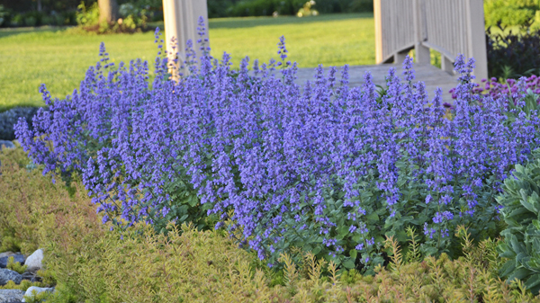 nepeta from Proven Winners