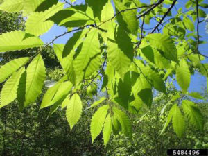 leaves on American chestnut tree