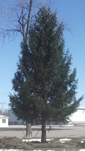 Norway spruce at Fairgrounds in Hamburg