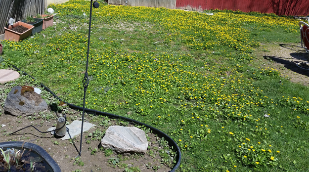 lesser celandine in yard