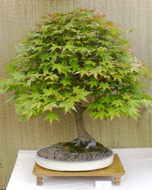 bonsai maple in Buffalo NY