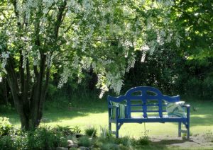 yellowwood tree and bench in Grand Island, NY