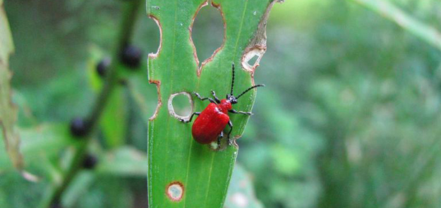 red lily leaf beetle
