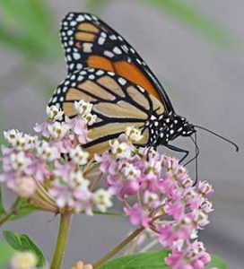 monarch butterfly by Donna Brok