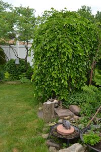 weeping mulberry in Lancaster NY