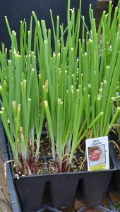 onion transplants in West Seneca NY