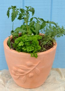 herbs and tomato plants in pot