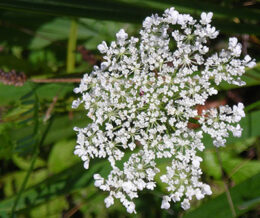 Queen Anne's lace flower in Amherst NY