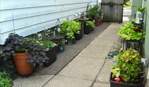 pots of plants along driveway in Riverside in Buffalo NY