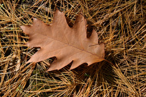 oak leaf on pine needles
