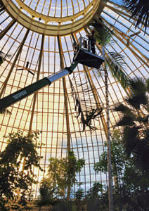 removing palm tree at Buffalo Erie County Botanical Gardens