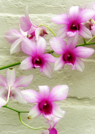 orchid at Buffalo Botanical Gardens