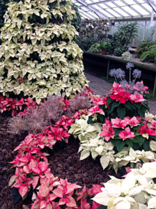 poinsettia display at Buffalo and Erie County Botanical Gardens