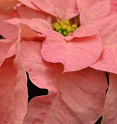 Poinsettia 'Pink Ruffles' 