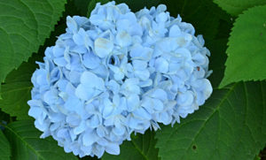 blue hydrangea in Western New York