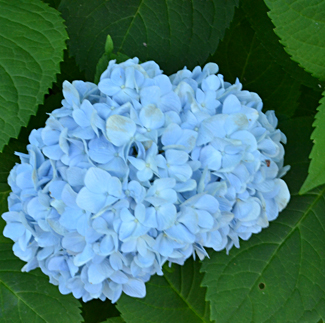 blue hydrangea in Western New York 