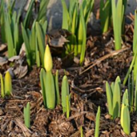 daffodils sprouting