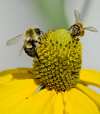 two bees on a flower