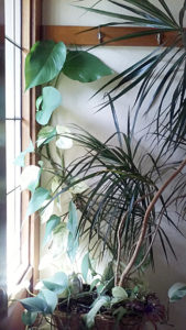 philodendron by window