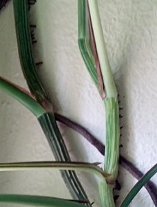 philodendron plant attached to wall