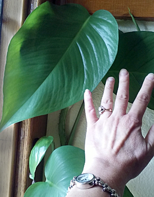philodendron with hand