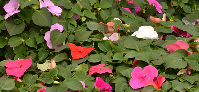 healthy impatiens by Stofko