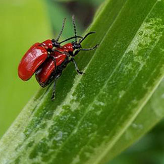 red lily leaf beetles mating