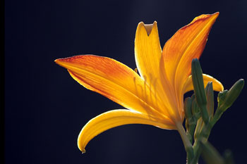 flower photo courtesy Jamestown Audubon