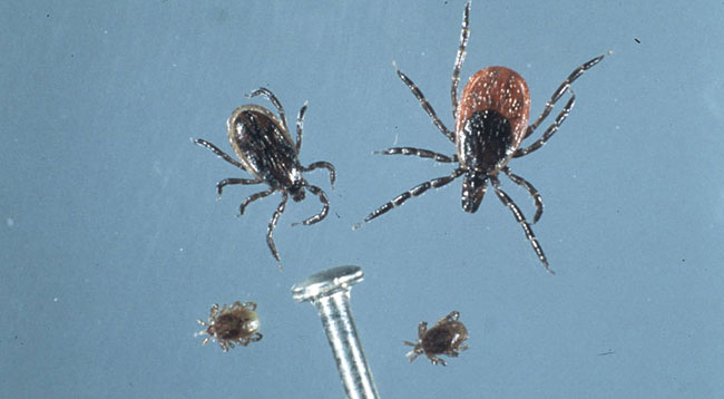 blacklegged ticks, adults and nymphs