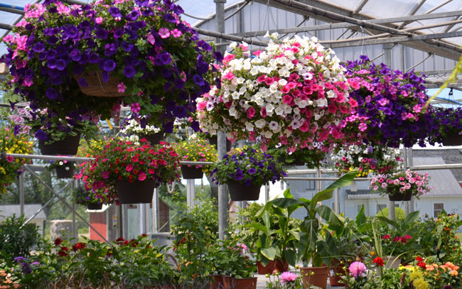 hanging baskets in Springville NY