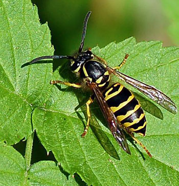 What should you do about yellowjackets & hornets? Nothing ...